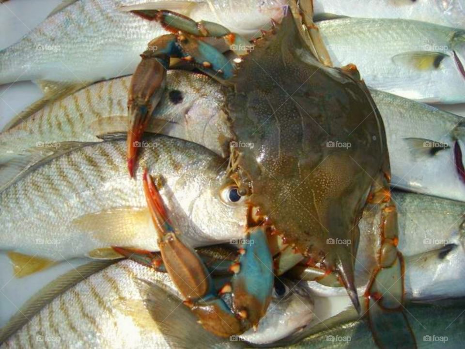 crab,fish