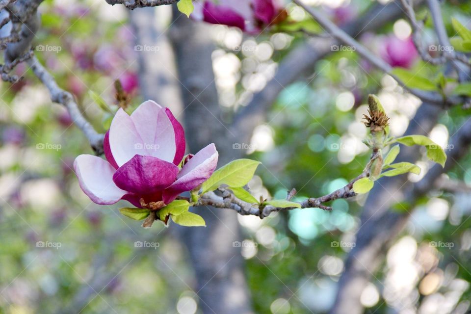 Magnolia blooming 