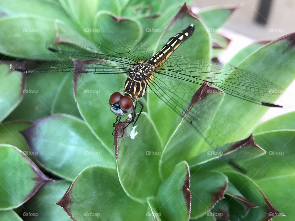 Dragonfly