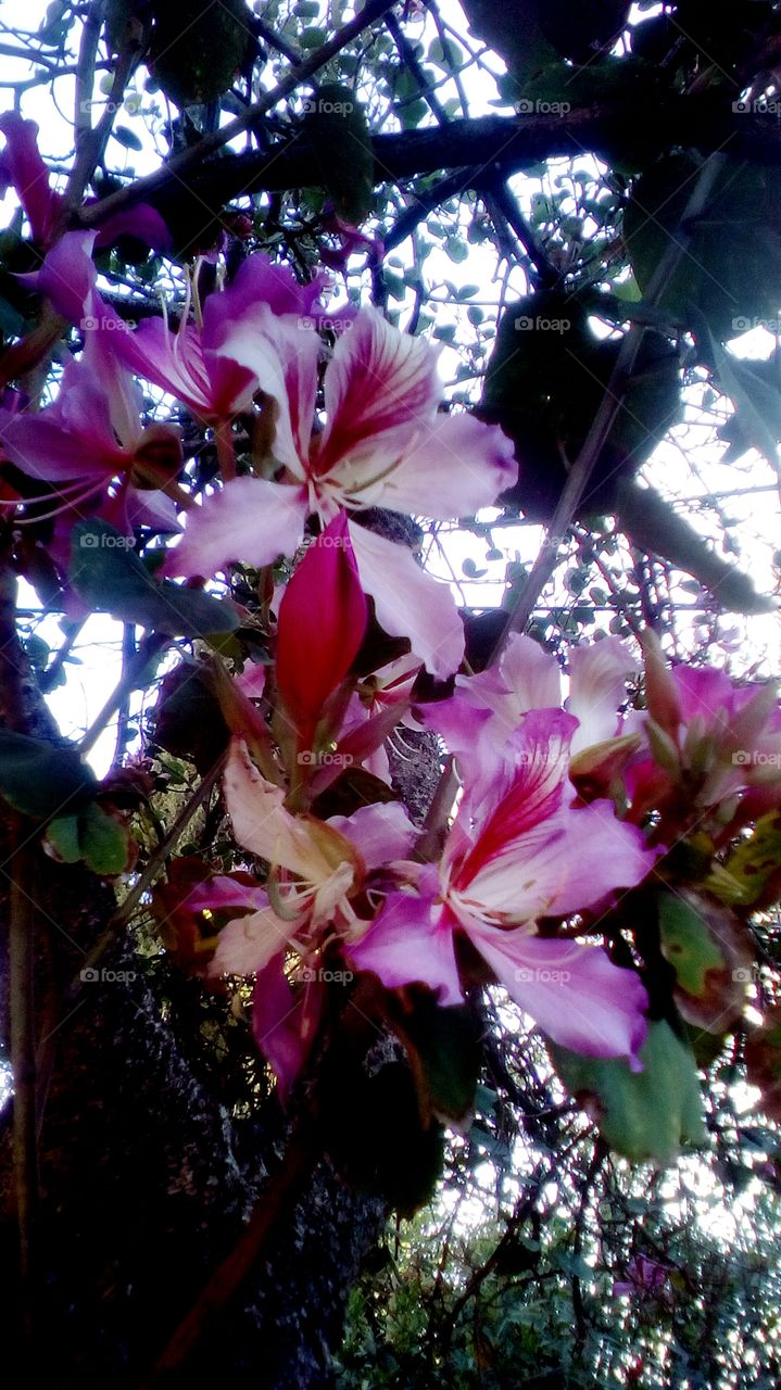 Tree with beautiful pink purple blooming
wildflowers up to sky in tropical sunny 
day of march