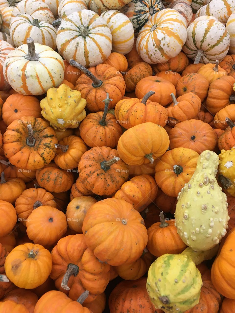 Halloween gourds 