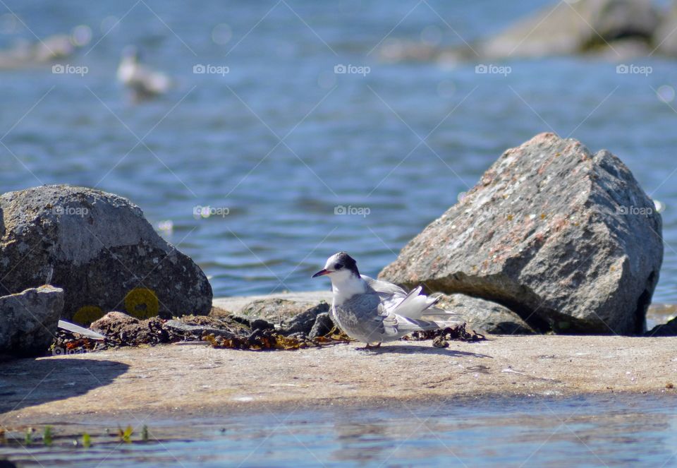 Tärnunge på stranden