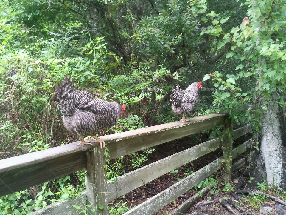 Birds on a Line. Chickens in the Outer Banks