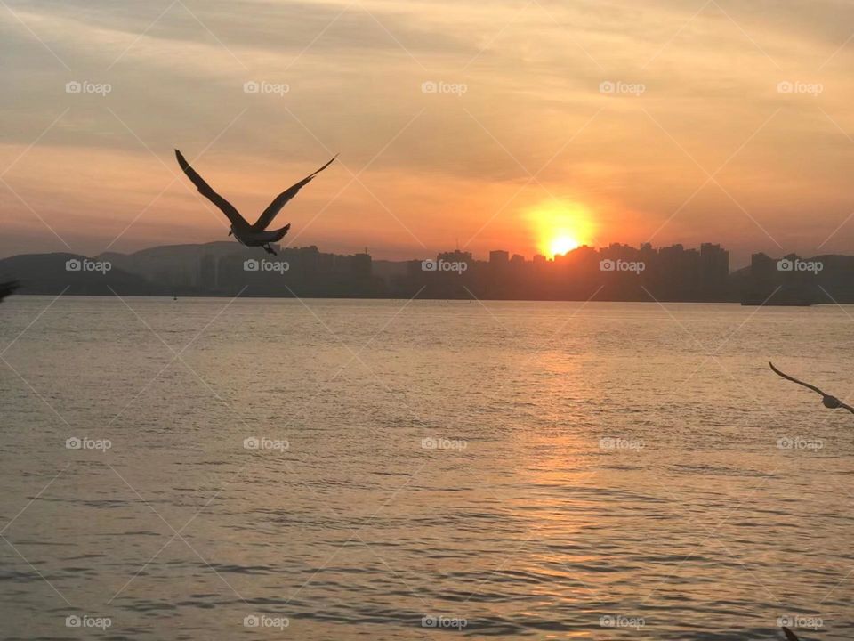 The seagulls in the sunset 