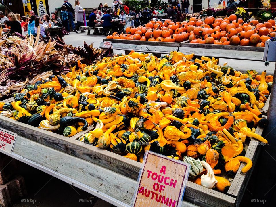 Autumn harvest