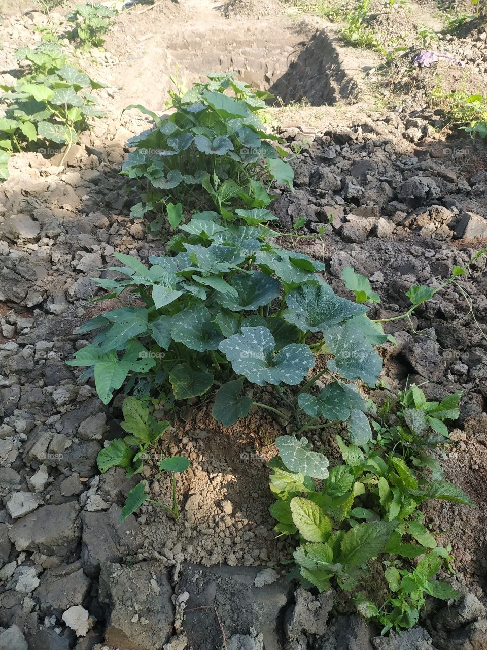 pumpkin plant