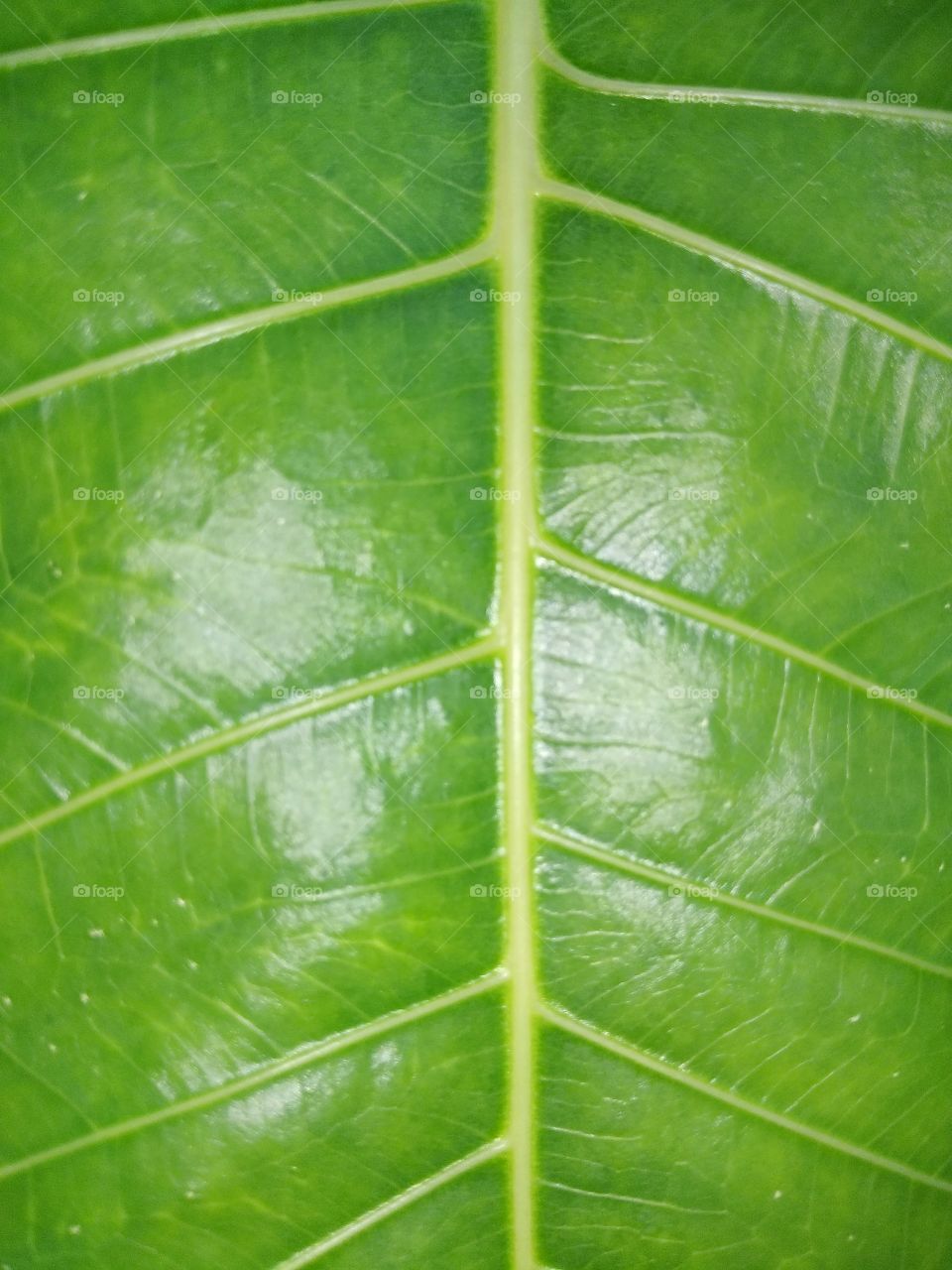 Leaf