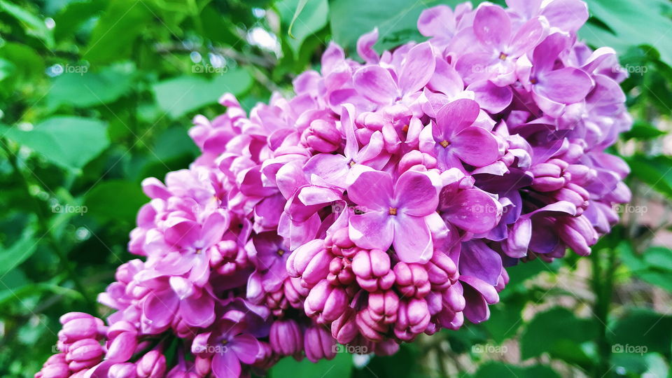 blooming lilac