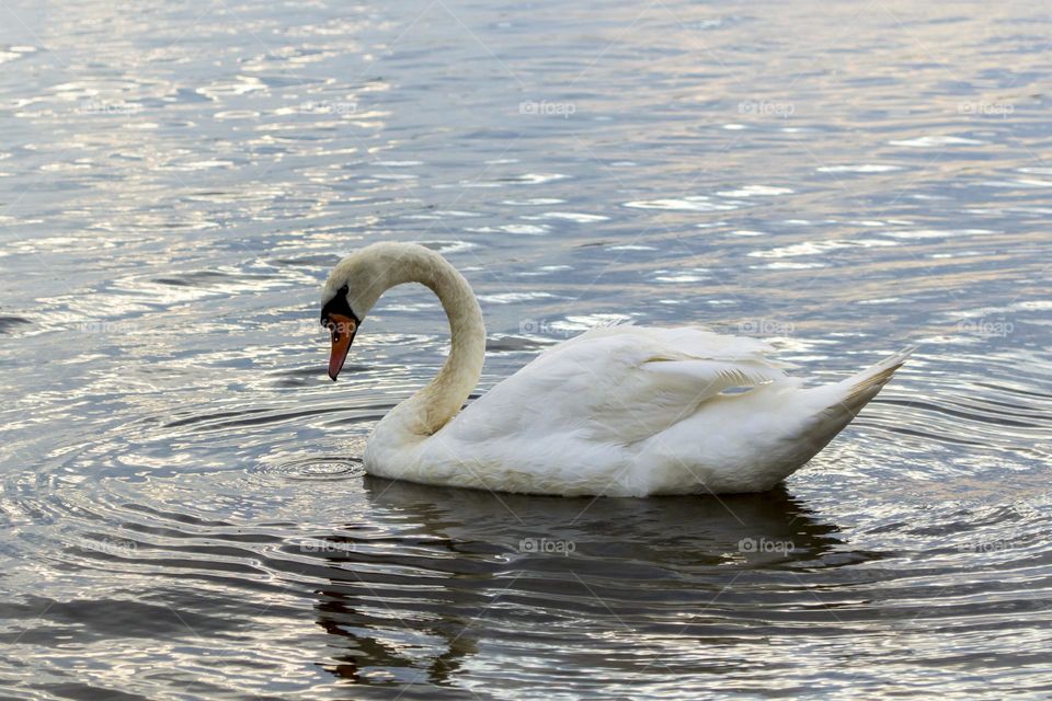 Swan.