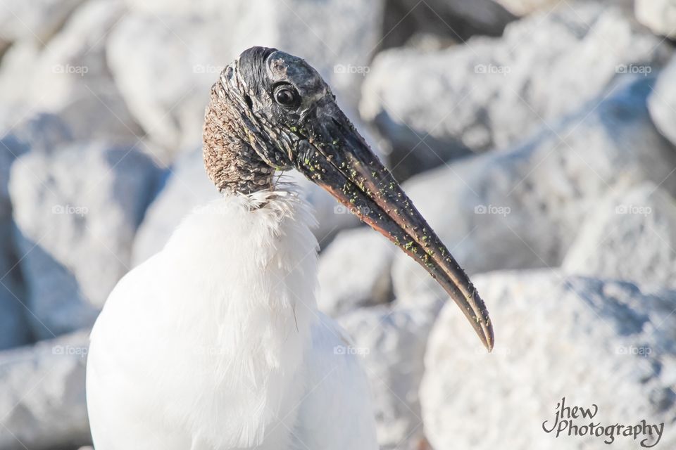 Wood Stork