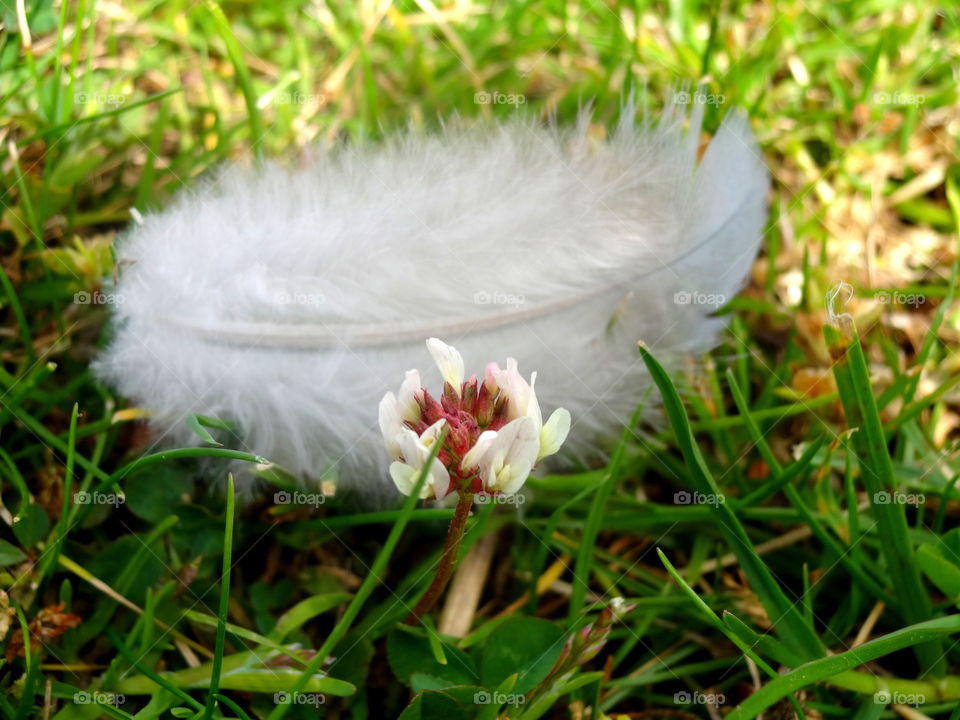 feather in macro