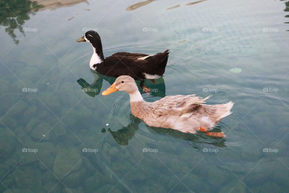 Ducks Swimming