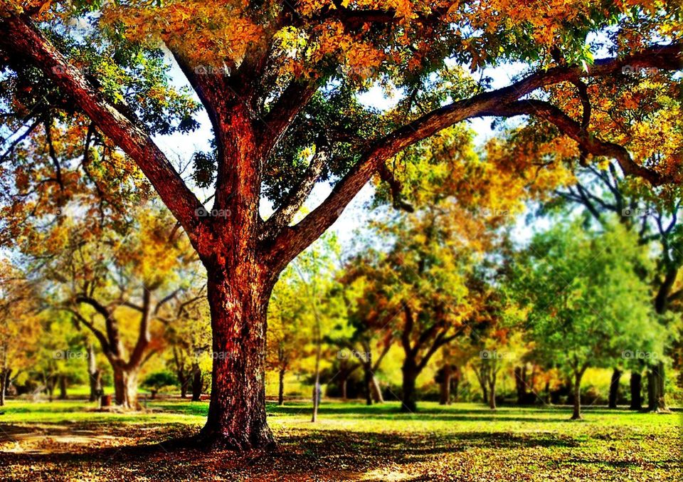 Trees of Fall