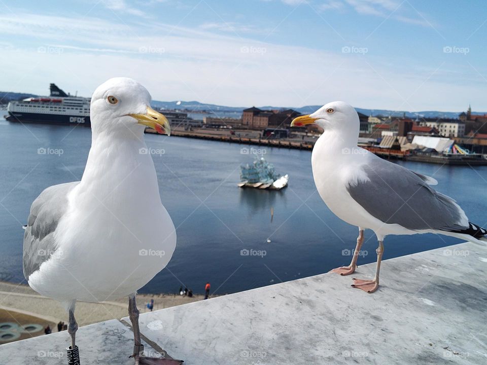 Beautiful seagulls in Oslo.We had seen them near Opera House in Oslo.So many seagulls are there 🐦🐦