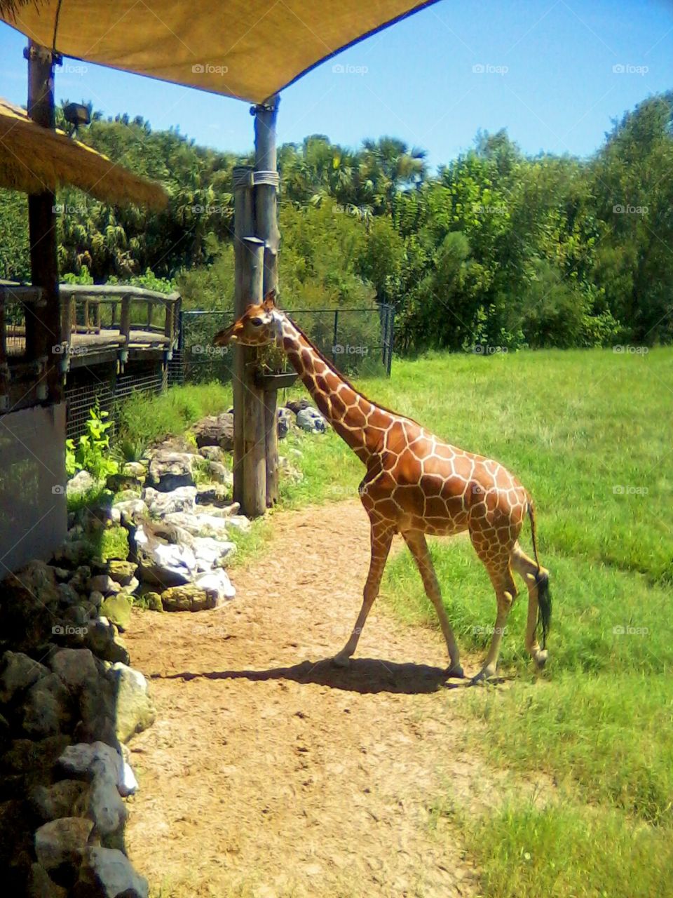 Feed the giraffe