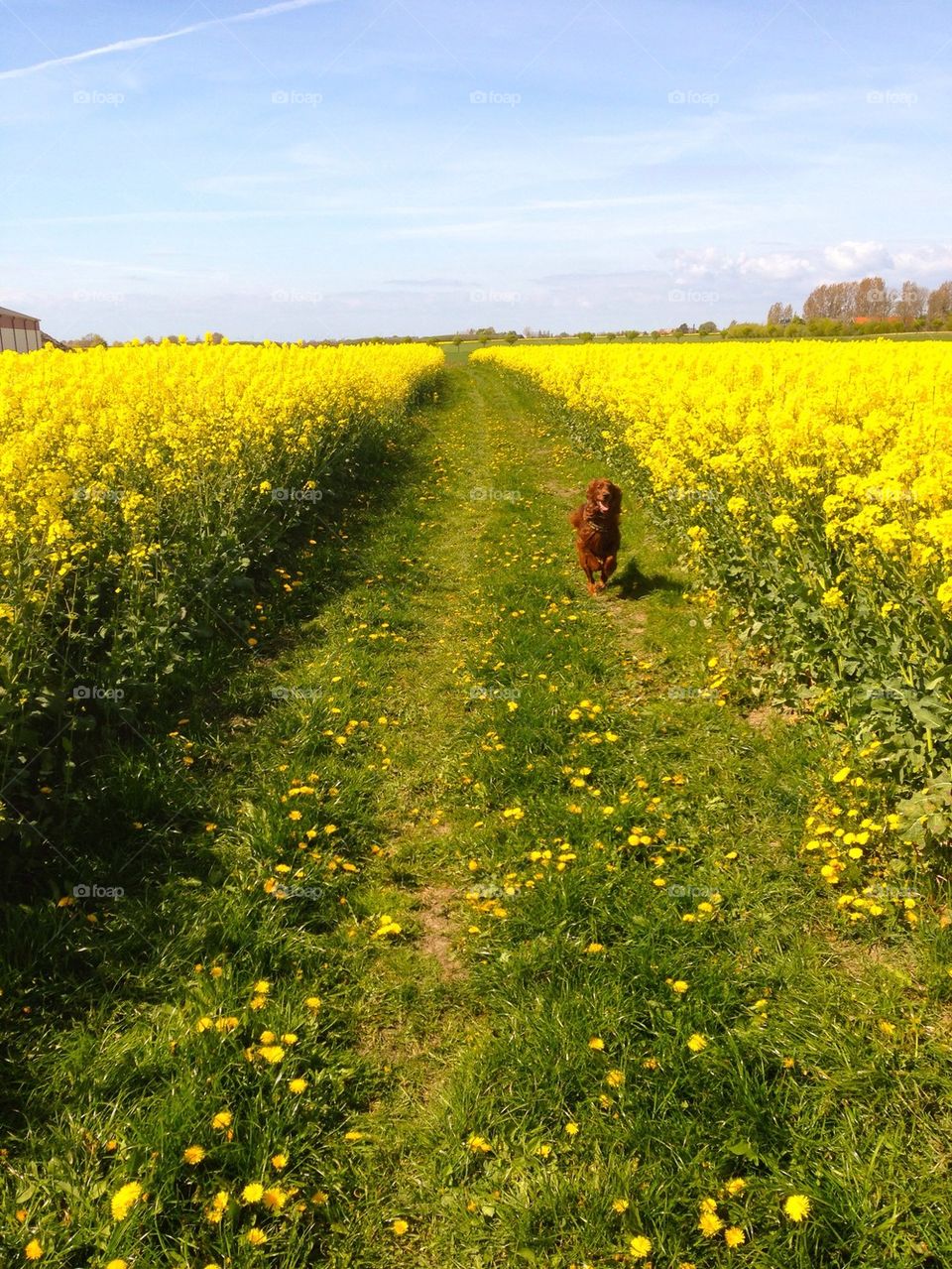 Dog in field
