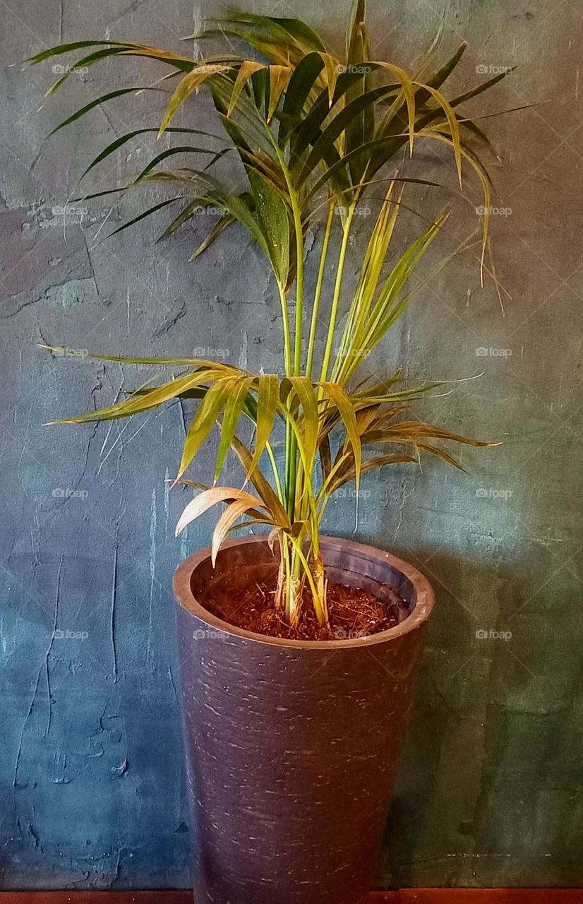 Houseplant