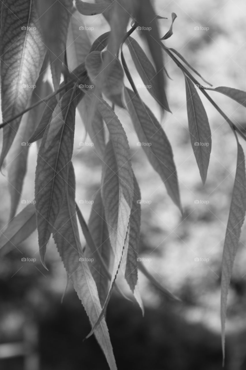 monochrome leaves