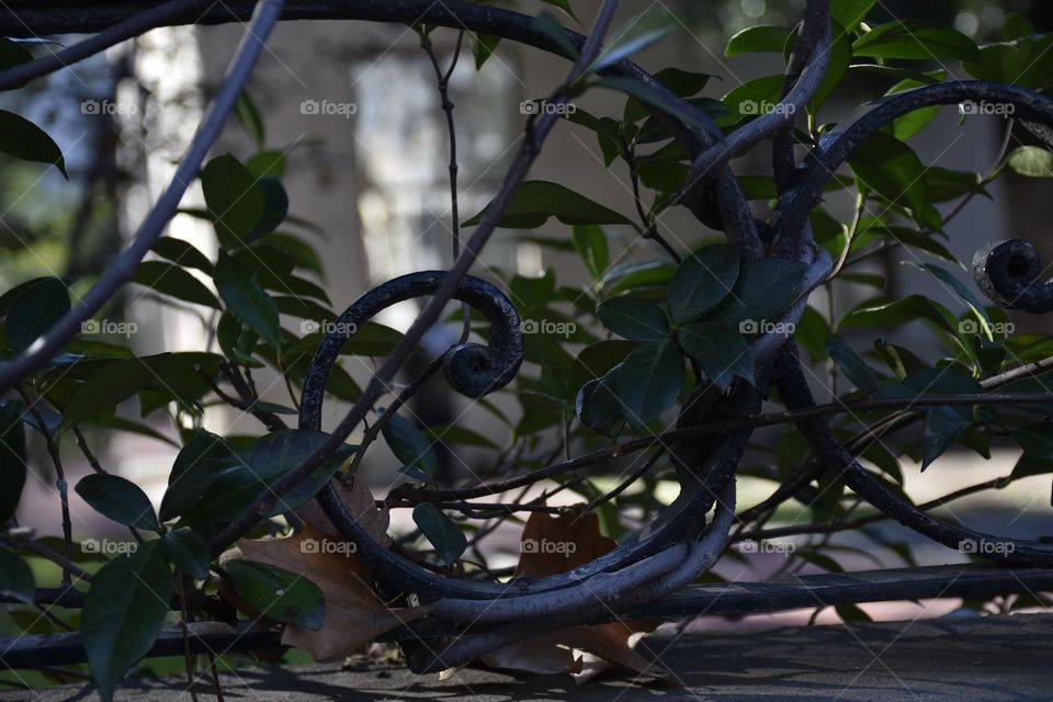 creciendo entre rejas