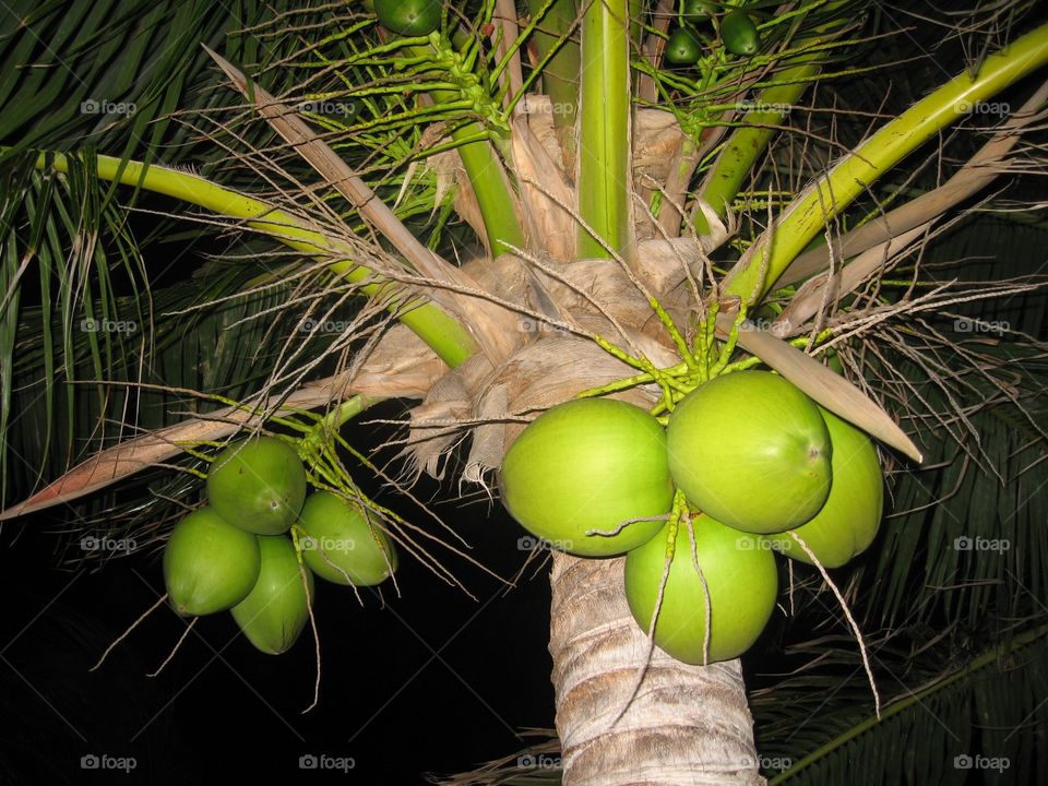 Coconut tree at night