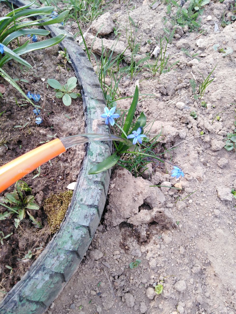 Уход за цветами