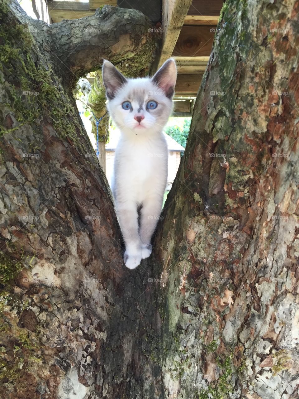 Kitten in the crook of the tree