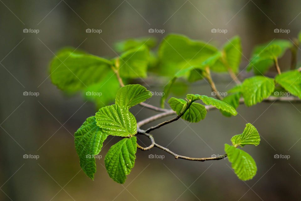 Small branch full of leaves during Sunset