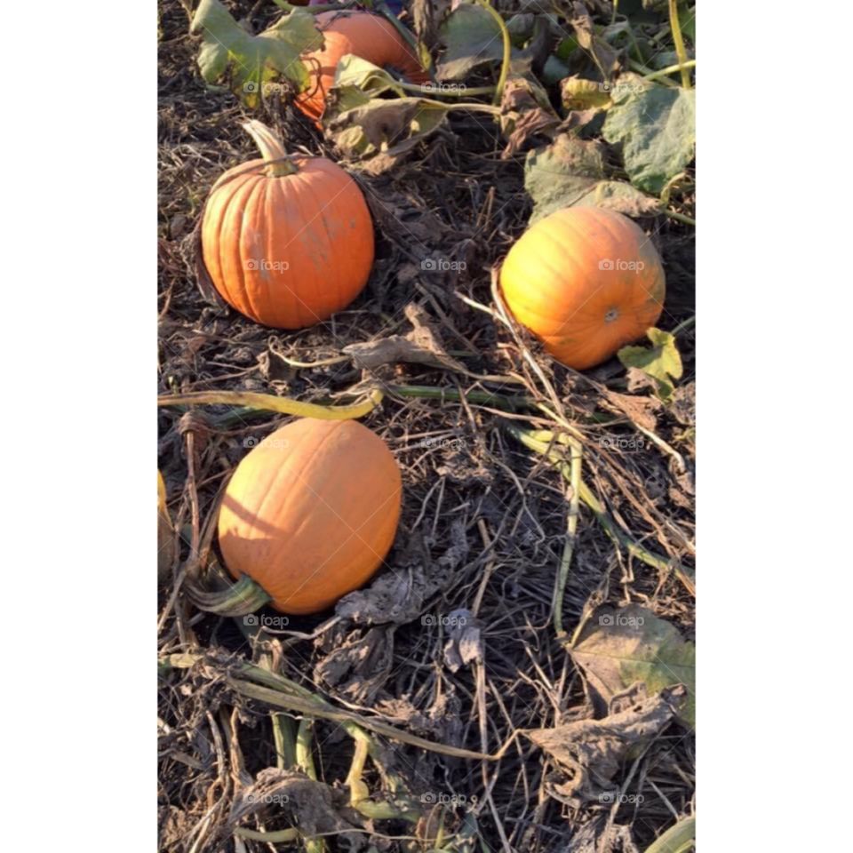 Pumpkin Picking
