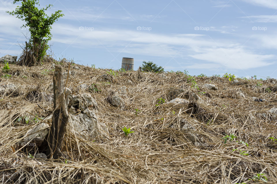 Farmland Covered With Dry Grass