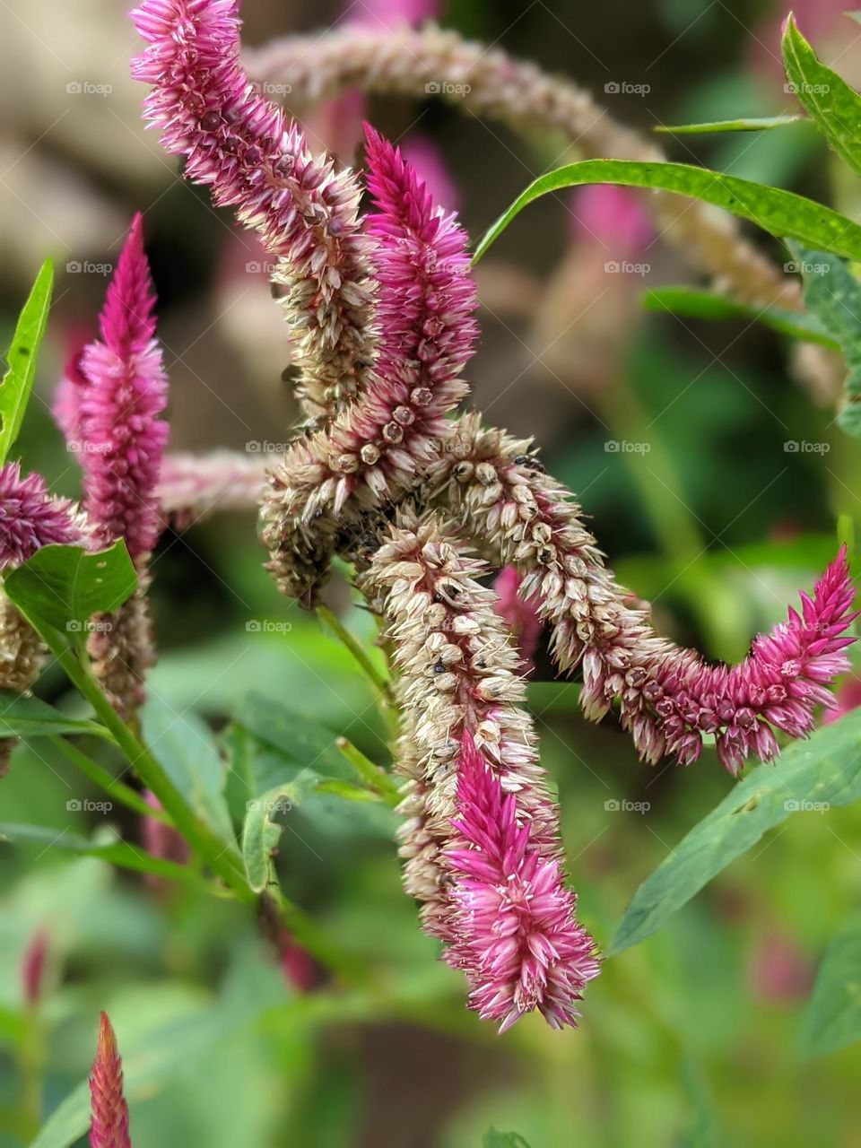 Celosia cristata