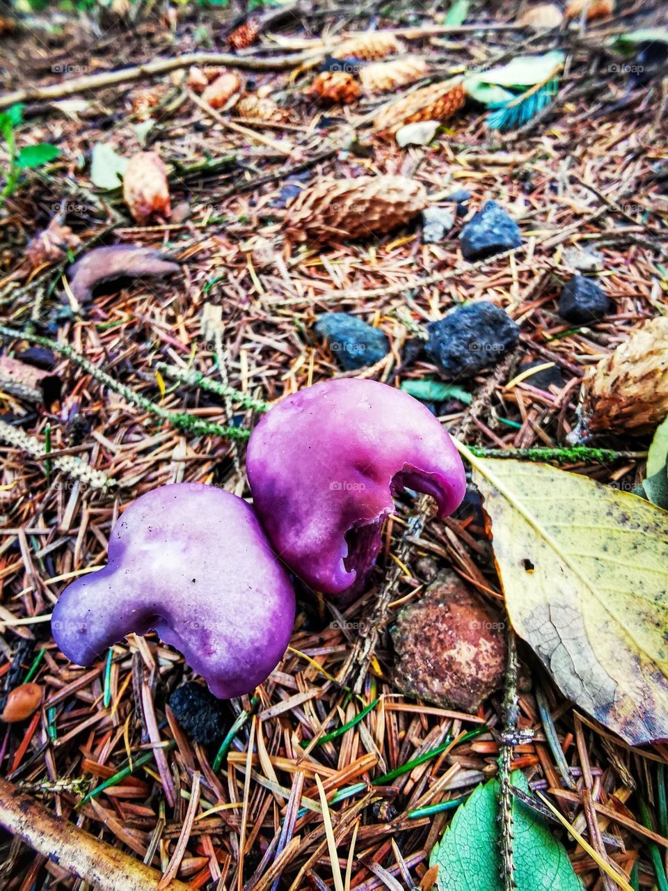 Purple mushrooms