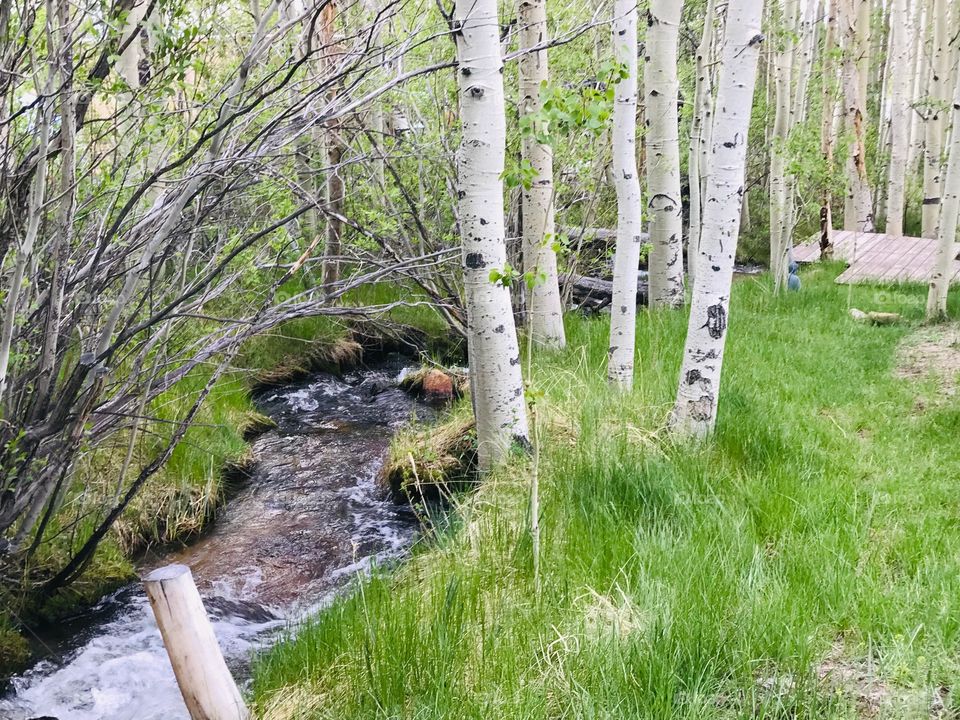 Creek outside the cabin we were staying in Mammoth Lakes, California. Such beautiful scenery 