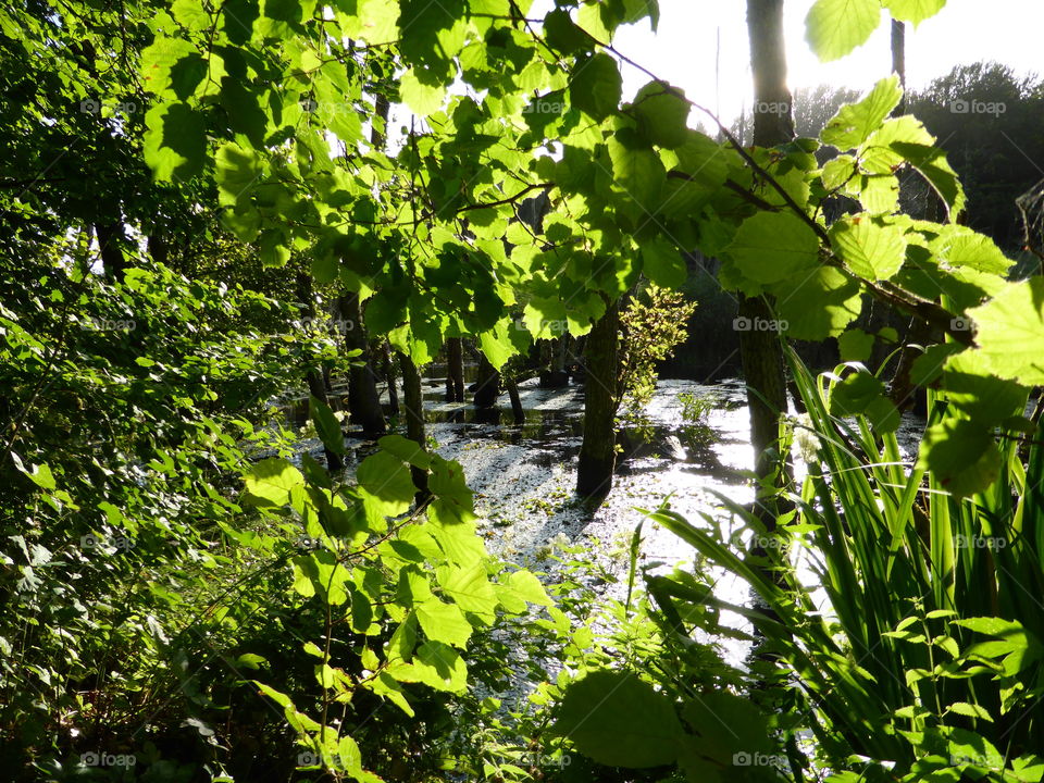 River in the forest 