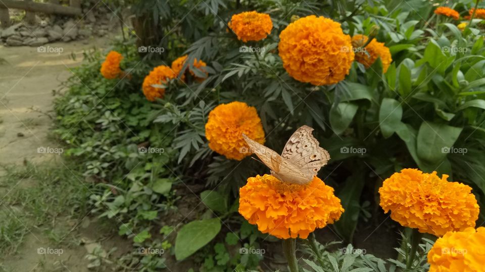 butterfly and flowers 😄😄😊