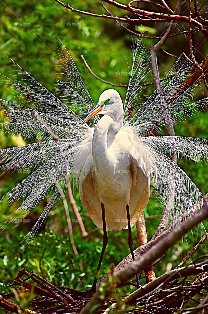 The courtship display of a Great Egret in Florida.