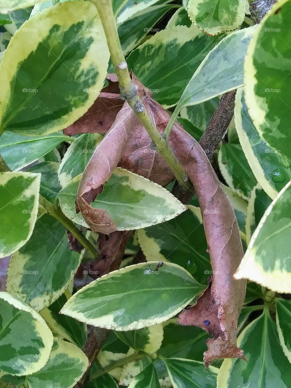 dead leaf caught in green leaves