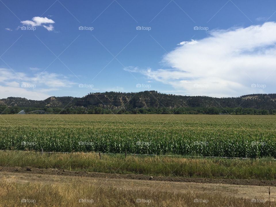 Landscape, Agriculture, No Person, Nature, Farm