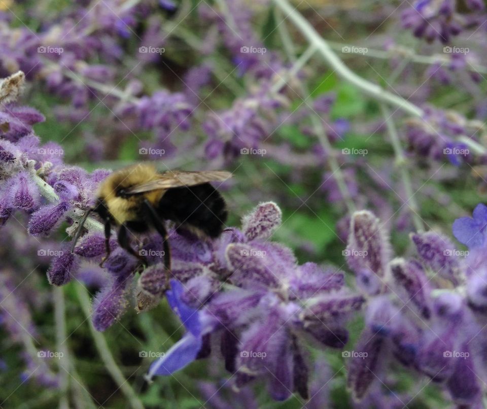 Collecting the last bits Summer honey