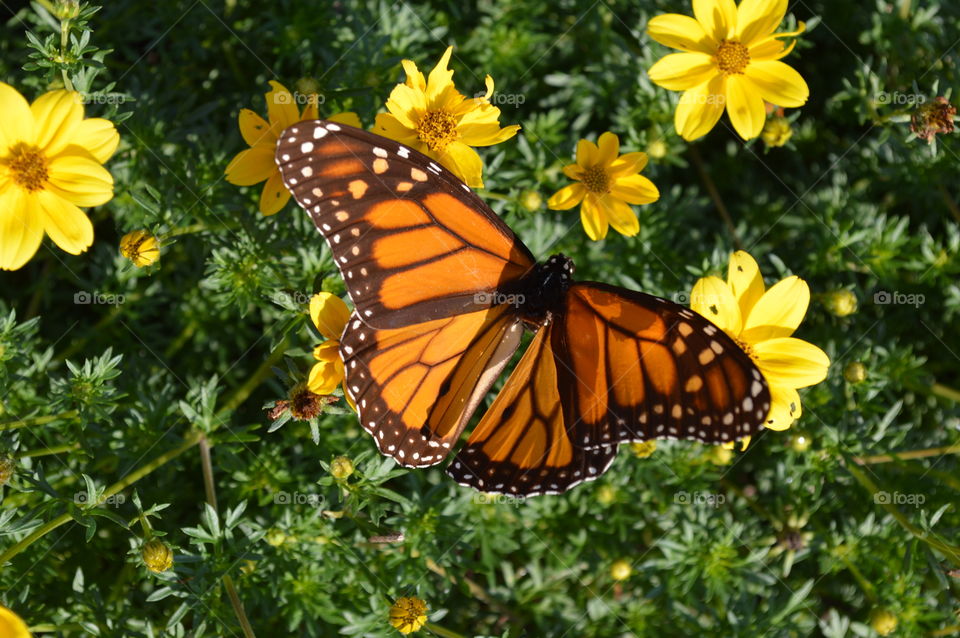 Beautiful Butterflies 