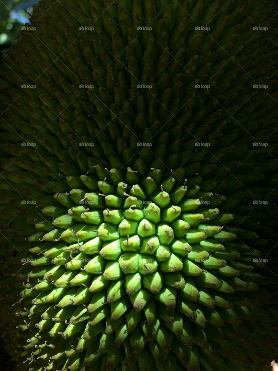 Sunlight on a jackfruit in karanataka India. A beautiful texture and abstract fine art image of jack fruit 