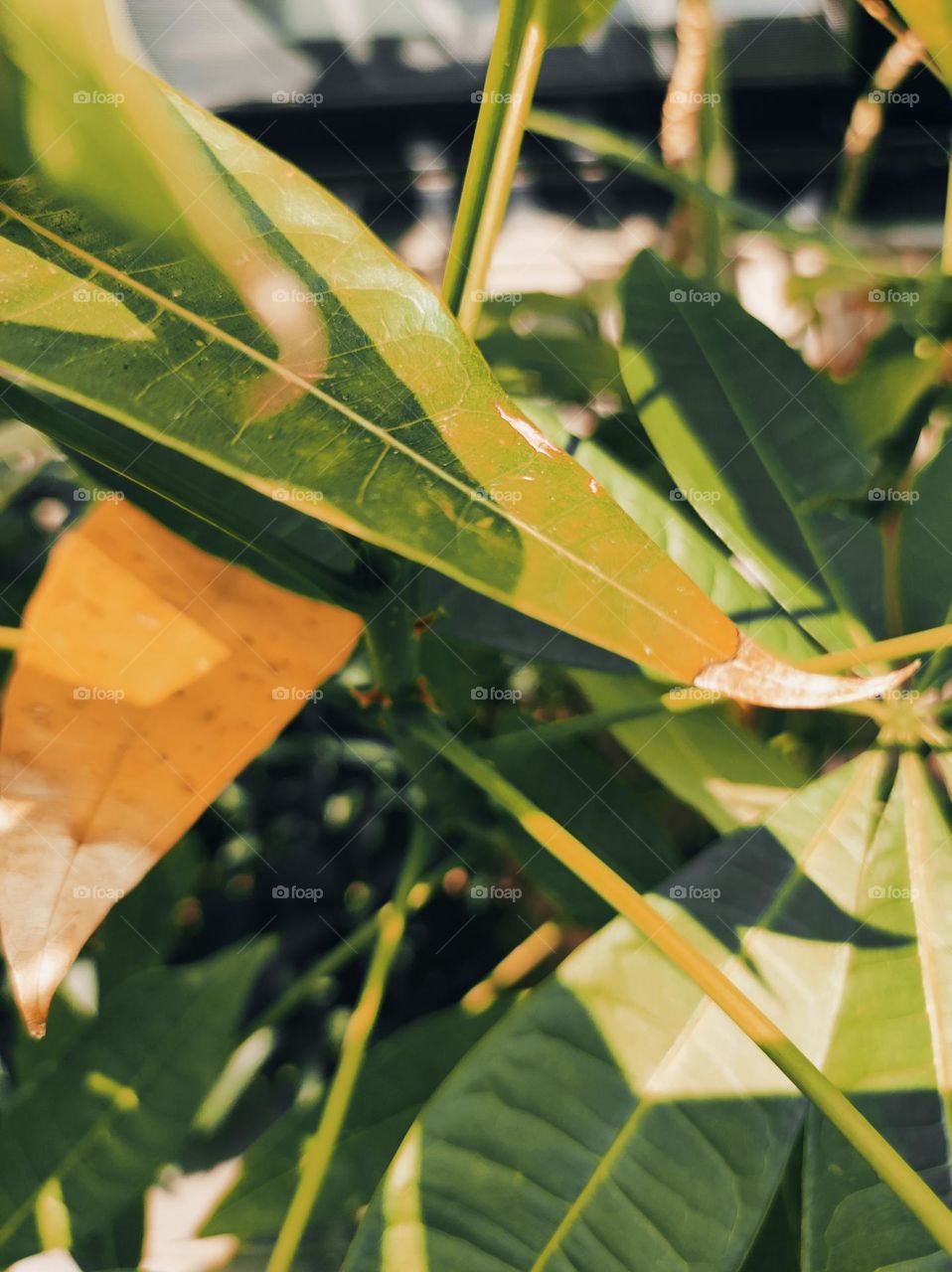 Finding the fall in the garden