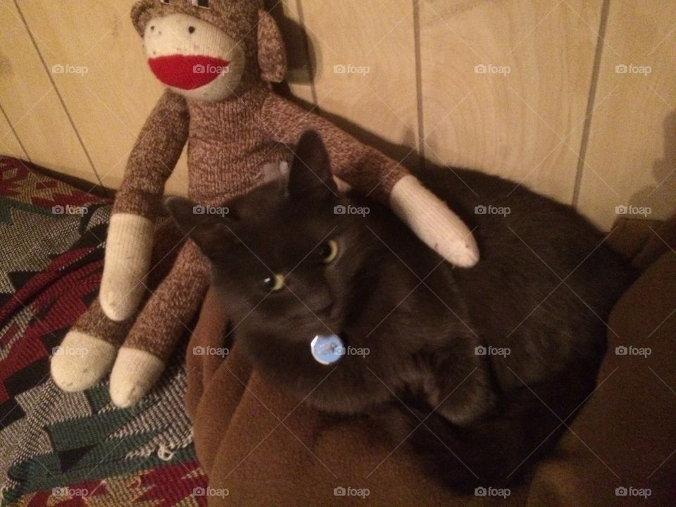 Cat nap with the sock monkey 