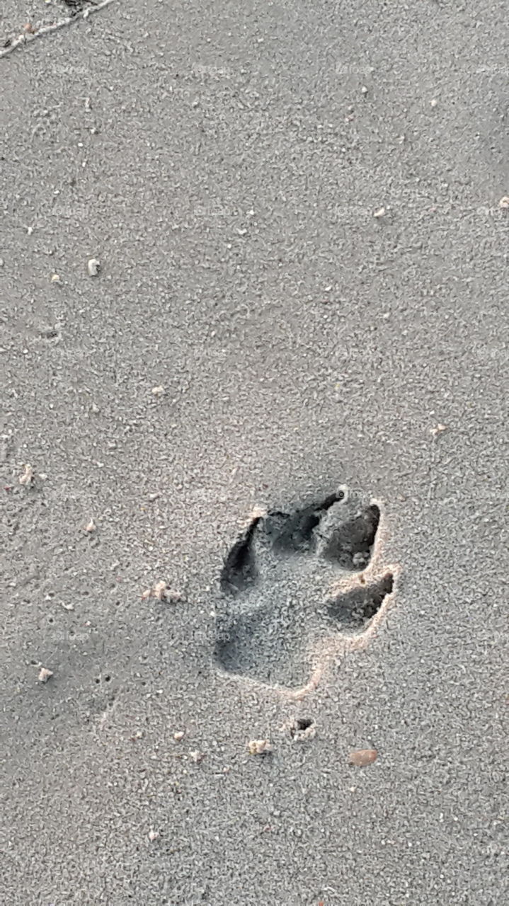 Animal footprints 