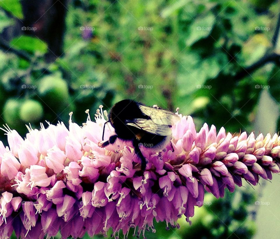 Bee, Air, Honey, Flower, Pink, Green, Nature