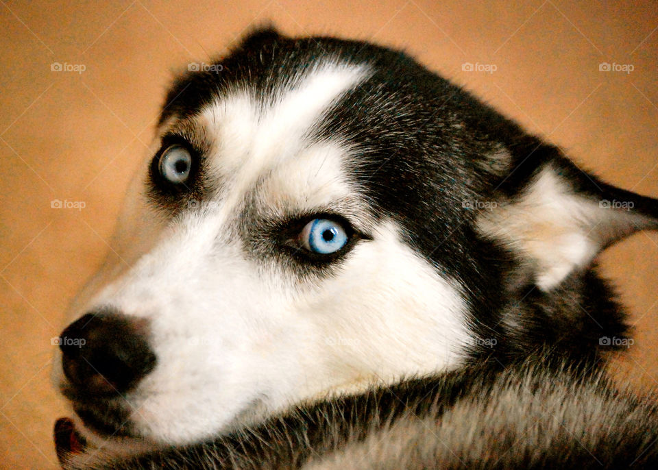 dog blue eyes husky canine by refocusphoto