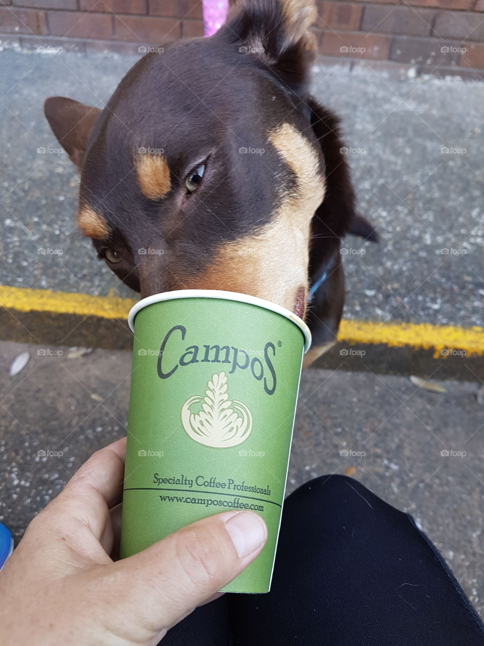 Coffee - Puppy Chino