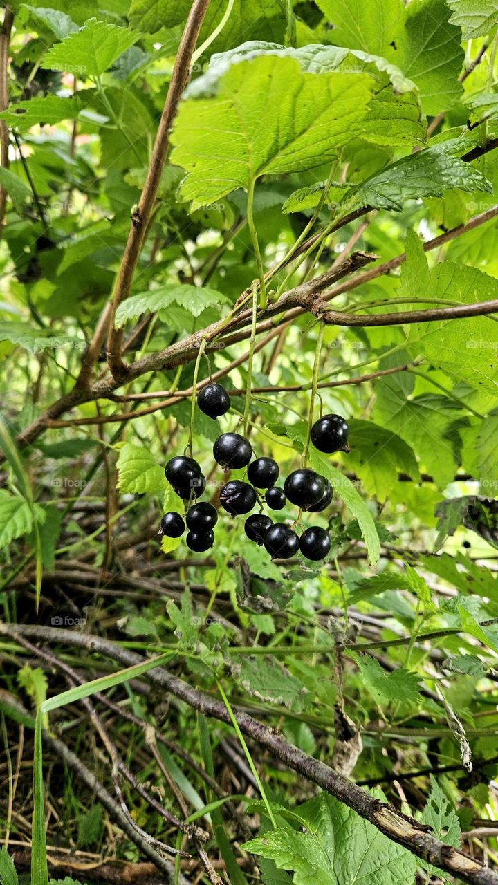 Black currants are ripe for picking at the beginning of September in Finnish Lapland