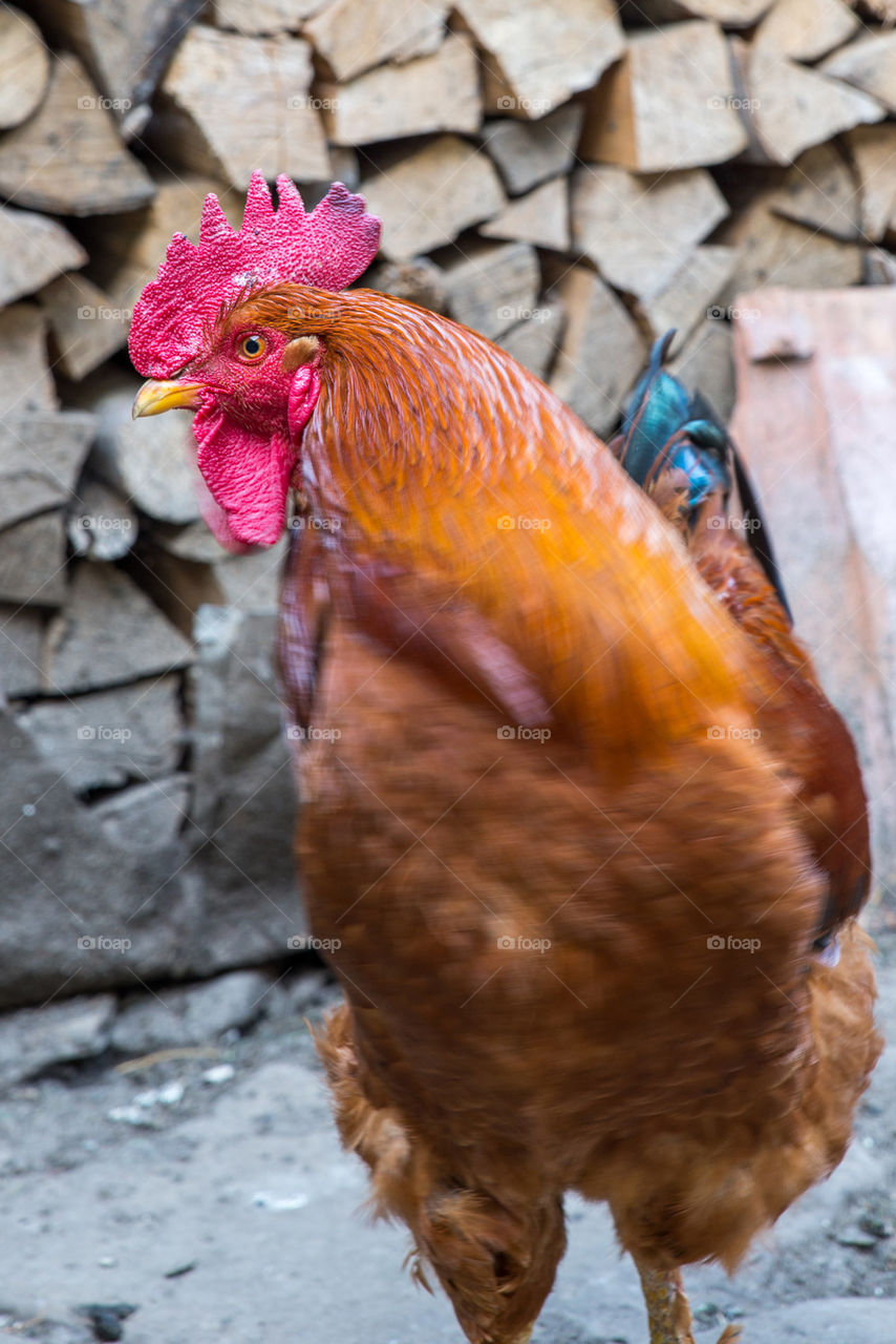 Close-up of rooster