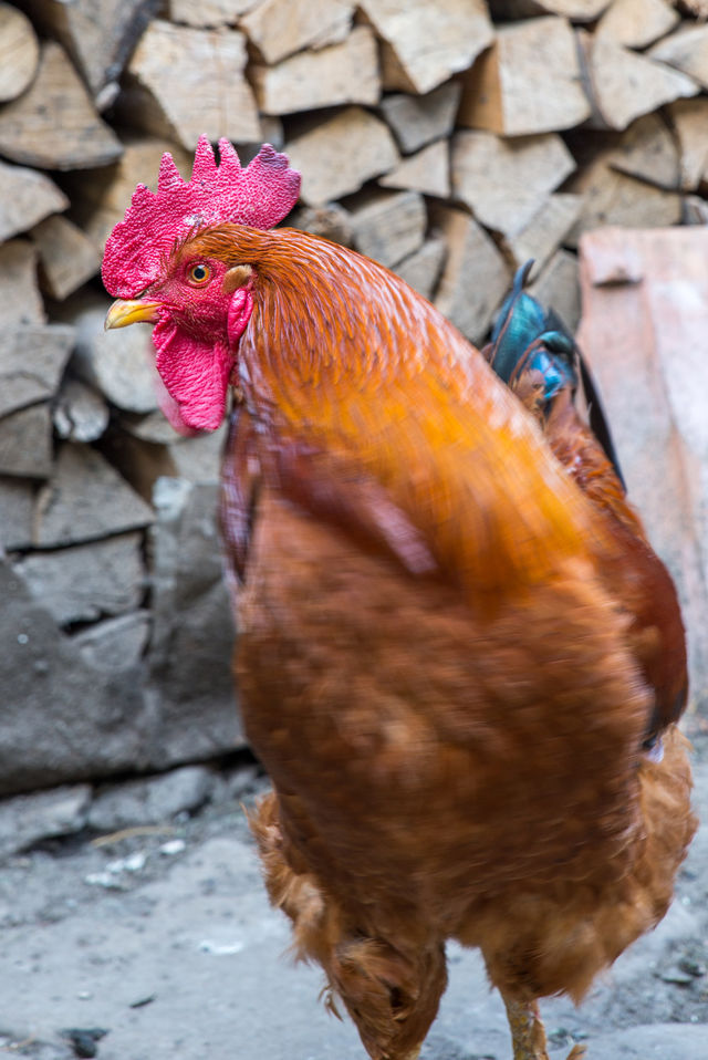 Close-up of rooster