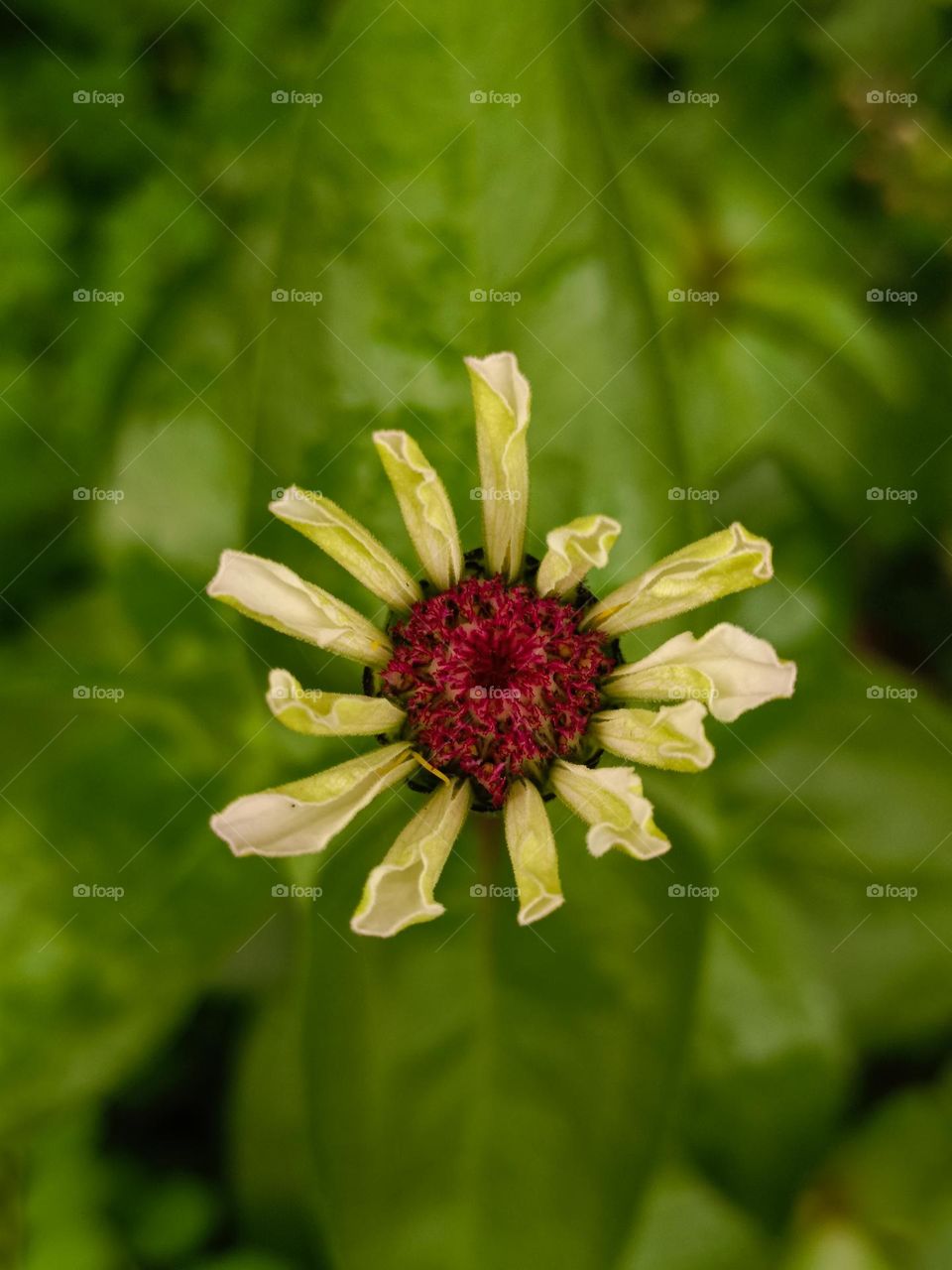 Zinnia elegans Jacquin